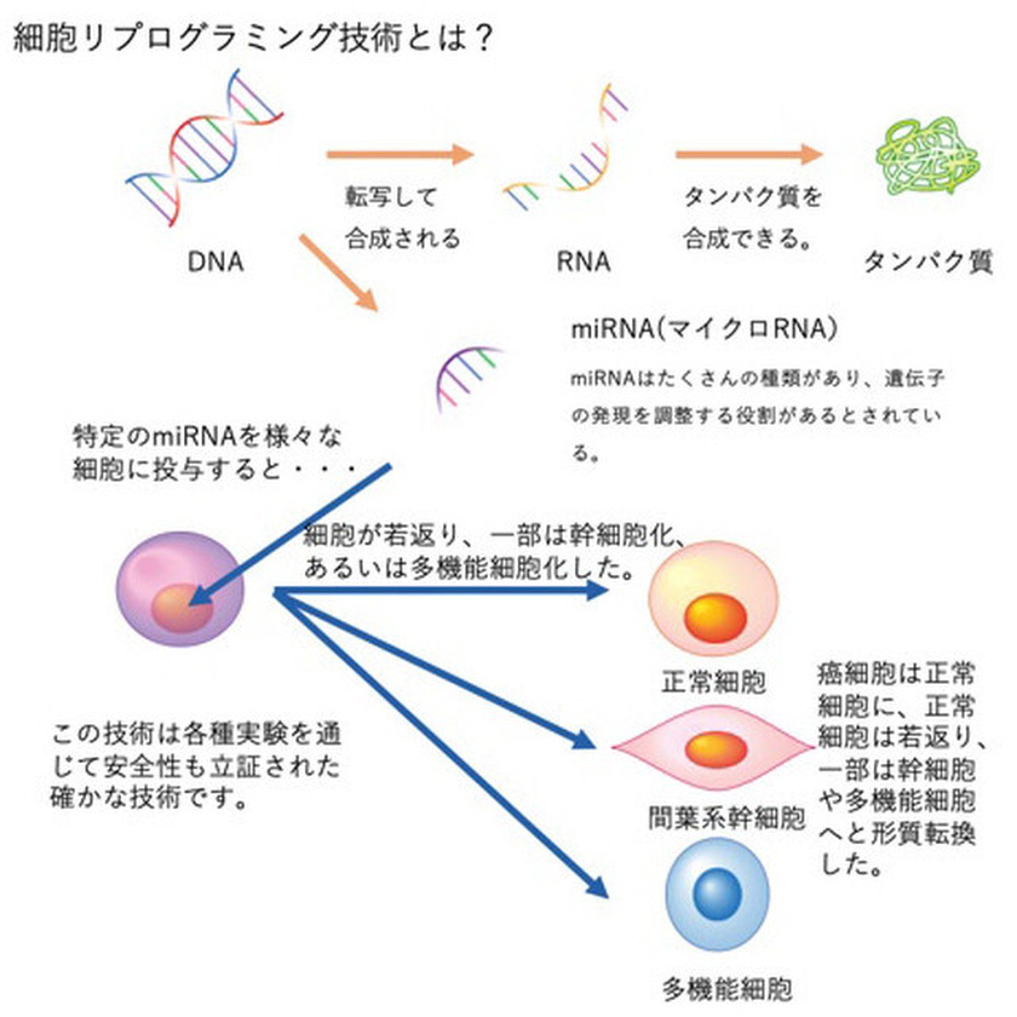 【全身集中ケアコース】SKINLEAP インティメイト セラム