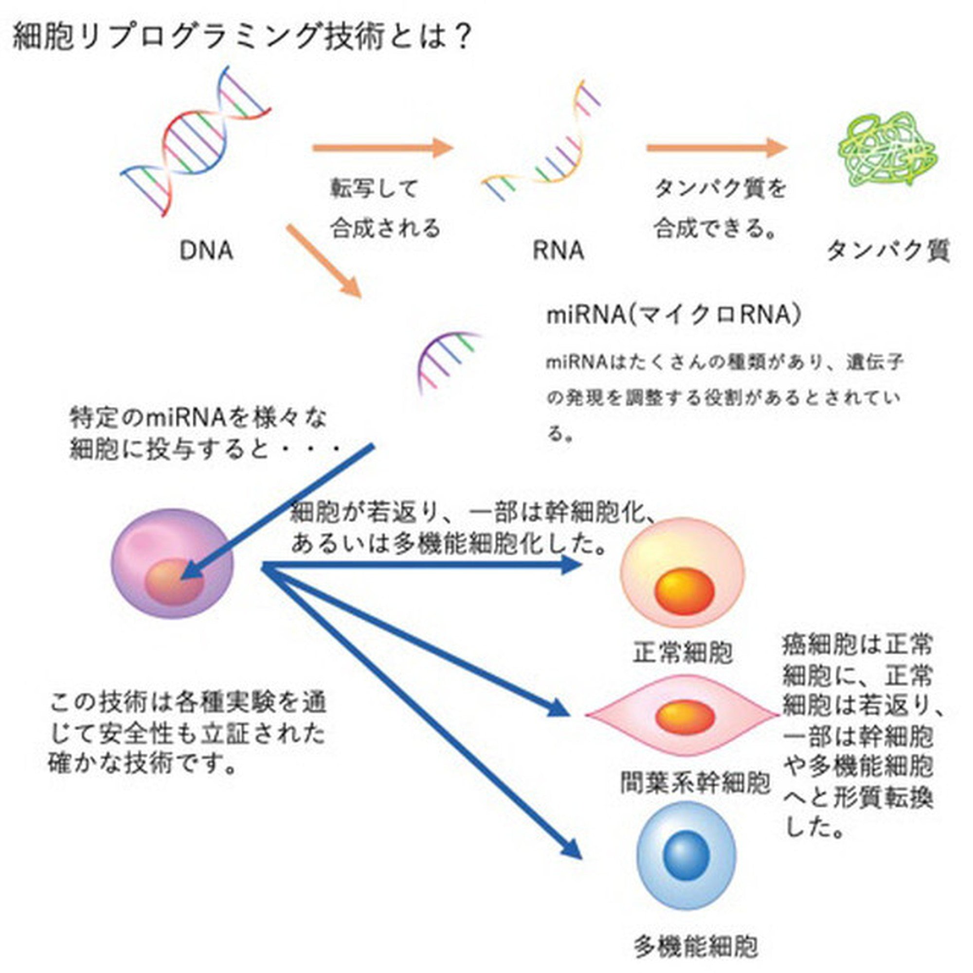 SKINLEAP インティメイト セラム